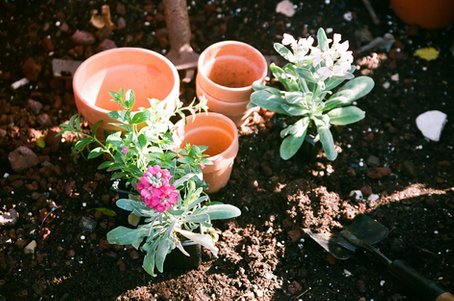 Les flors de l'Elsa