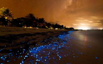 Les pigues de l’univers